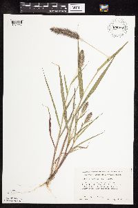 Setaria viridis image