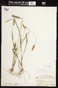 Setaria viridis image