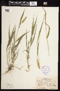 Setaria viridis image