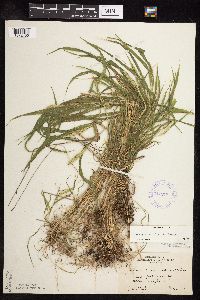 Setaria viridis image