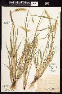 Setaria viridis image