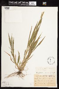 Setaria viridis image