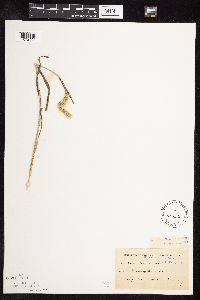 Setaria viridis image