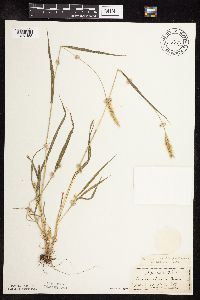 Setaria viridis image