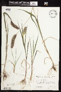 Setaria viridis image