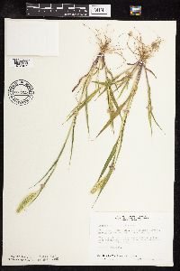 Setaria viridis image