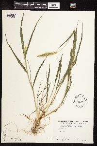 Setaria viridis image