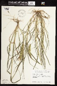 Setaria viridis image