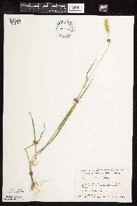Setaria viridis image