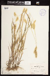 Setaria viridis image