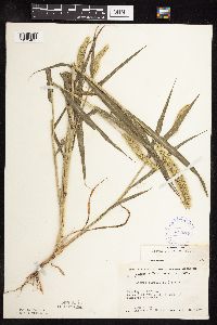 Setaria viridis image