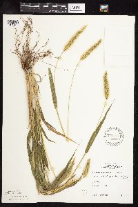 Setaria viridis image