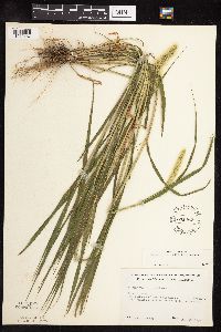 Setaria viridis image