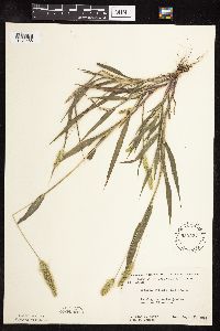 Setaria viridis image