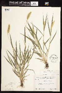 Setaria viridis image