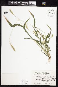 Setaria viridis image