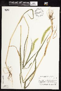 Setaria viridis image