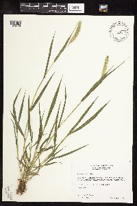 Setaria viridis image