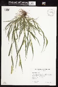 Setaria viridis image