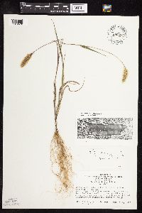 Setaria viridis image