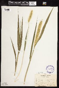 Setaria viridis image