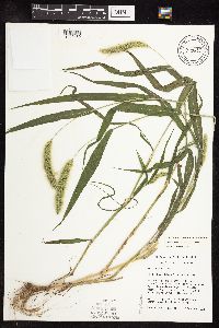 Setaria viridis var. major image