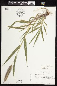 Setaria viridis var. major image