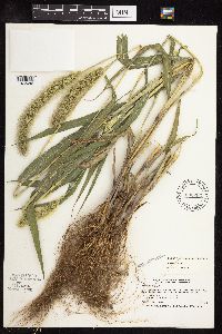 Setaria viridis var. major image