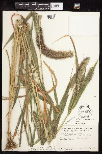 Setaria viridis var. major image