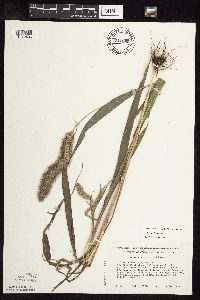 Setaria viridis var. major image