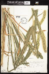 Setaria viridis var. major image