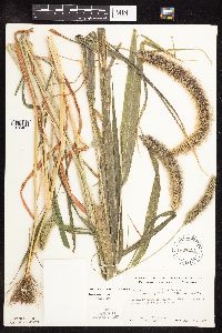 Setaria viridis var. major image