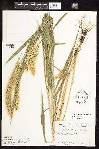 Setaria viridis var. major image