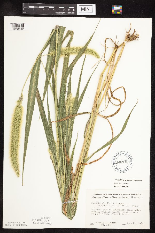 Setaria viridis var. major image
