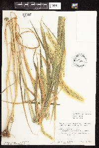 Setaria viridis var. major image