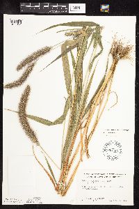 Setaria viridis var. major image