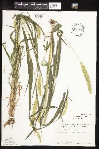 Setaria viridis var. major image
