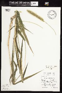 Setaria viridis var. major image