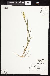 Setaria viridis var. viridis image
