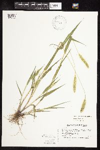 Media resource of Setaria viridis