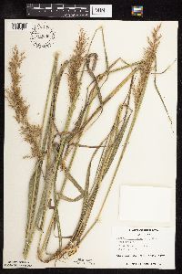 Sorghastrum nutans image
