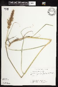Sorghastrum nutans image