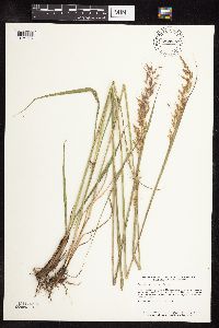Sorghastrum nutans image