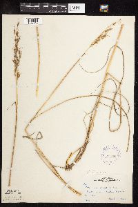 Sorghastrum nutans image