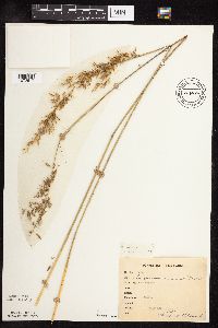 Sorghastrum nutans image