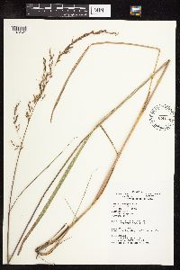 Sorghastrum nutans image