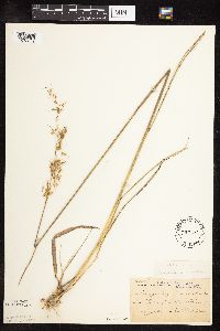 Sorghastrum nutans image