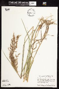 Sorghastrum nutans image
