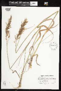 Sorghastrum nutans image