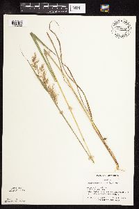 Sorghastrum nutans image